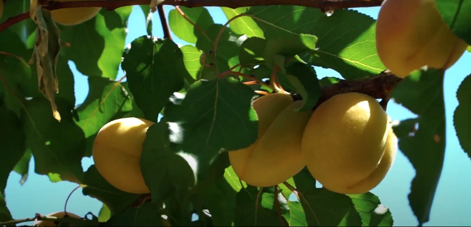 Fresh Fruits