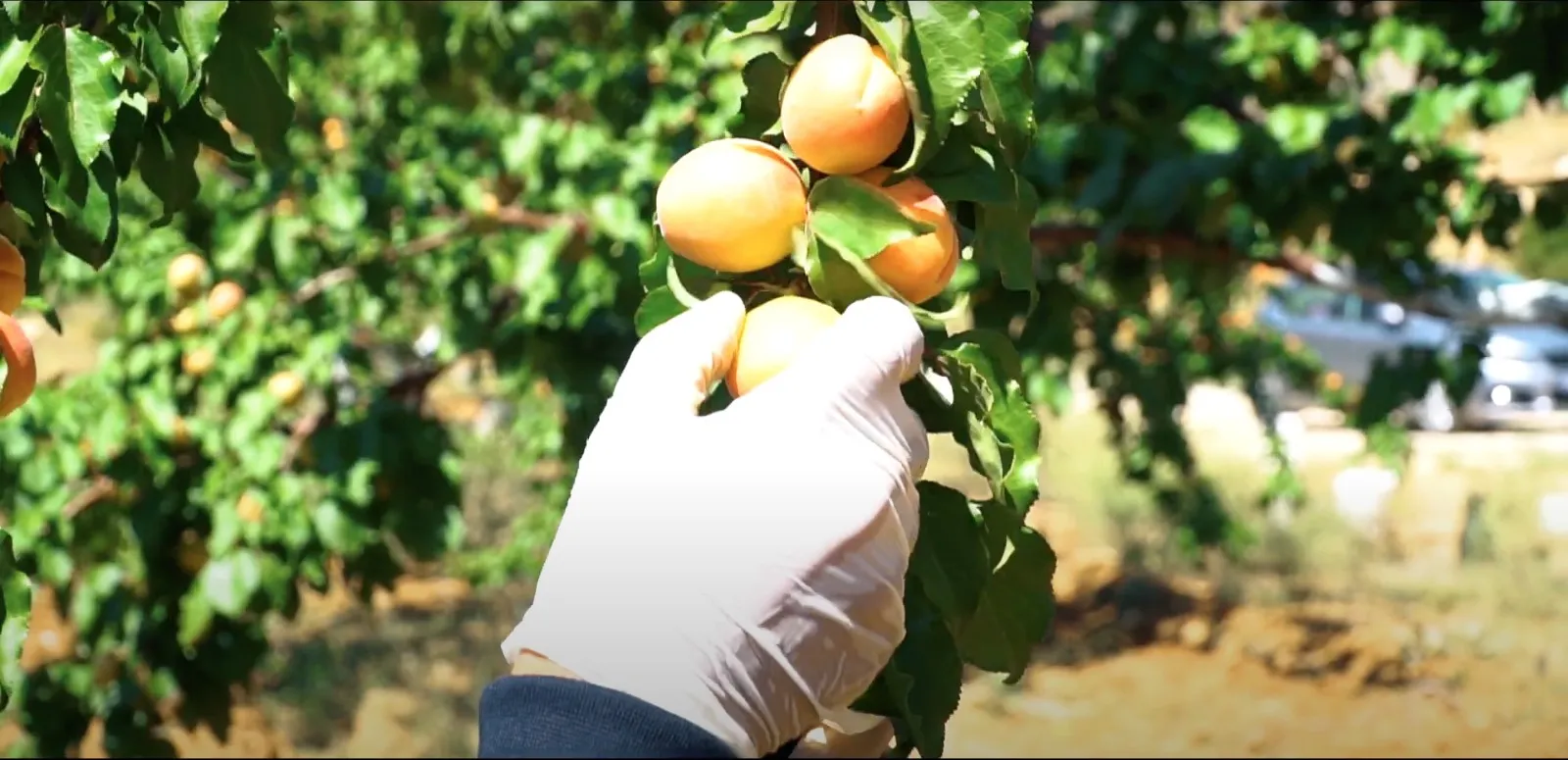 Fresh Fruits