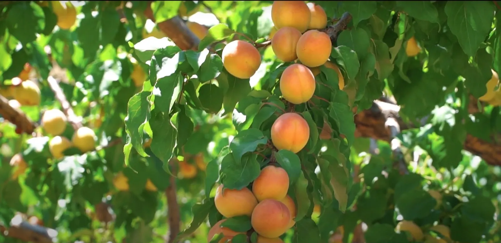 Fresh Fruits