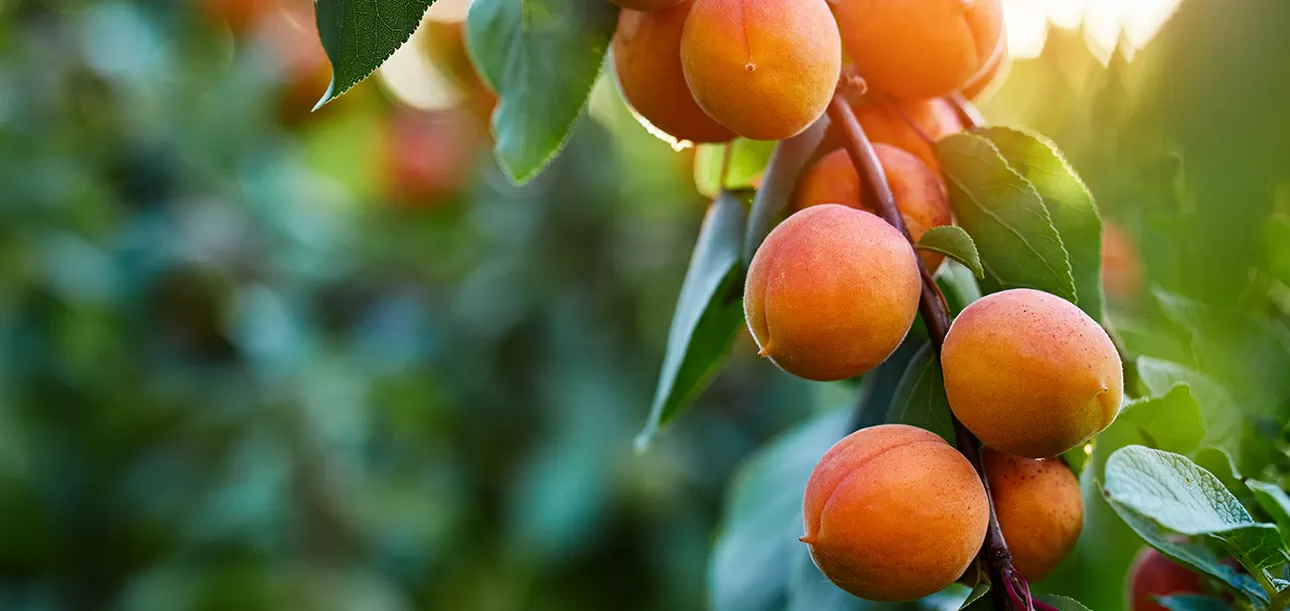 turkish dried apricot  malatya dried apricot  turkish dried apricot